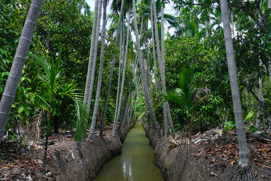 areca trees at groove canal