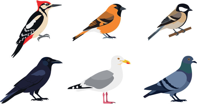 Bird Species Vector Illustration Set with Woodpecker, Oriole, Sparrow, Crow, Seagull, and Pigeon for Wildlife Design, Nature Education, and Ornithology GraphicsBird Species Vector Illustratio