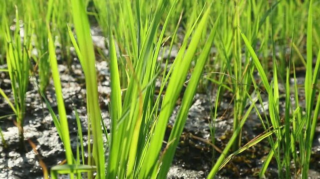 Morning nuances in newly planted rice fields