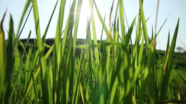 Morning nuances in newly planted rice fields