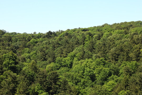 Thick tree cover, high angle view