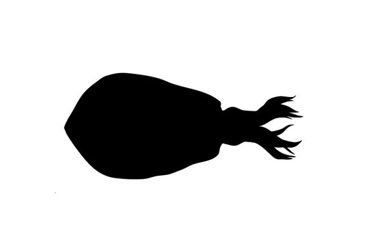 Bigfin Reef Squid Silhouette Vector Illustration