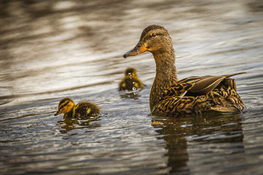 Female Mallard duck (Anas platyrhynchos) swimming with its fluffy ducklings on the water at LaSalle Park, Burlington, Ontario, Canada.