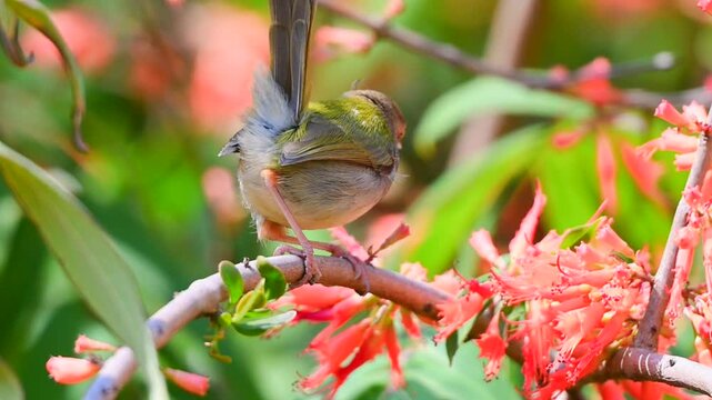 Close up of a beautiful small tailorbird perching gracefully on a blooming branch with vibrant orange flowers against a lush green bokeh background in its natural habitat.