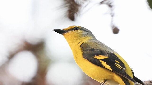 Extreme close up of a beautiful wild yellow minivet bird perching on a tree branch against a bright soft bokeh background in its natural habitat.