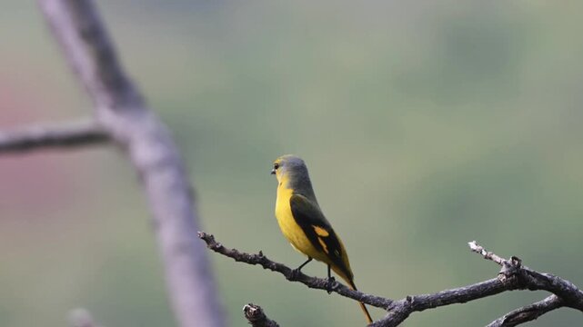 Beautiful wild yellow minivet bird perching alone on a bare dry branch against a soft muted green forest bokeh background with copy space in its natural habitat.