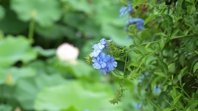 Beautiful blue plumbago flowers swaying gently in the breeze, close up