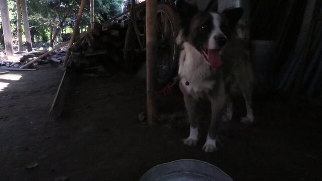 Pet dog tied to a bamboo pole in a rural Javanese village. Authentic countryside scene depicting everyday life, animal care, and traditional living in Indonesia.