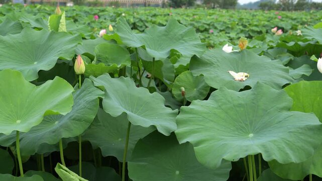 Beautiful lotus flowers and large green leaves swaying gently in the wind on a pond