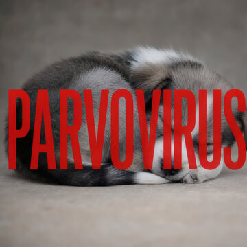 sleeping fluffy gray white puppy curled up with bold red parvovirus text overlay canine illness awareness pet health danger vulnerable dog professional soft natural lighting shallow depth of field vet