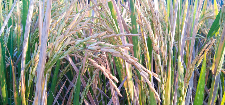 Pemandangan cerah malai padi matang yang berat merunduk rendah dengan latar belakang batang-batang sawah yang mulai mengering