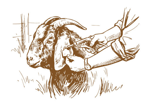 Lively Farm Life: Hand-Drawn Boer Goat Sketch Collection from Portraits to Herding Scenes