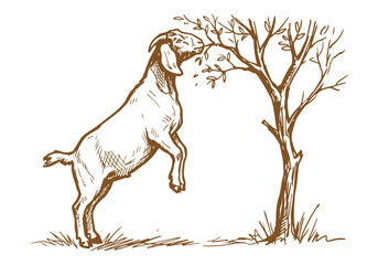 Lively Farm Life: Hand-Drawn Boer Goat Sketch Collection from Portraits to Herding Scenes © Az to Design