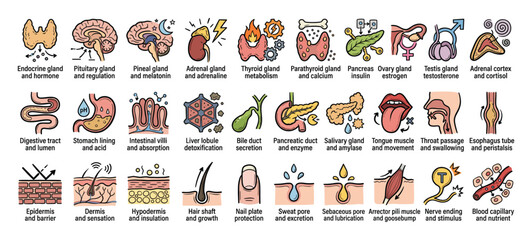 Obraz premium Human anatomy organs icons. Body glands physiology symbols. Internal system outline collection. Vector illustration.