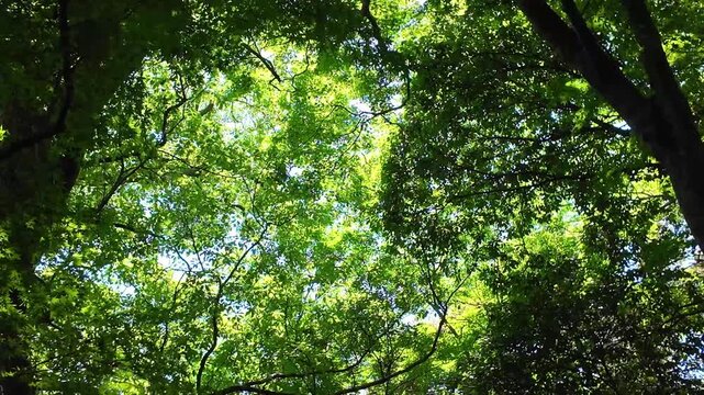 風に揺れる木陰　宇土市　住吉神社