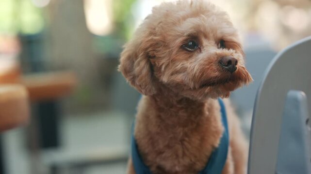 Small curly haired dog wearing a blue harness while looking around sitting on a chair