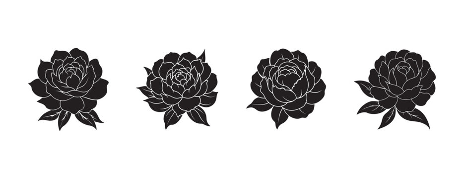 peonies, peony, flowers, flower, black, white, outline, 