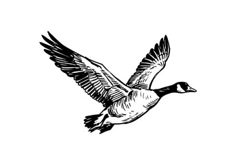 Fototapeta premium Farmyard Fables: A Lively Hand Drawn Sketch Collection of Geese, Goslings, and Rural Antics