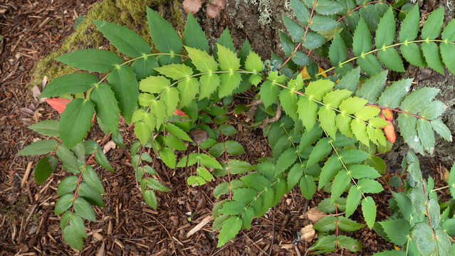 Gently curving mahonia at base of tree