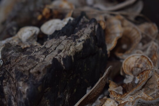 Close-up of wild mushrooms and bracket fungi thriving on a decaying log in the forest. Great for nature, ecology, and botany concepts.