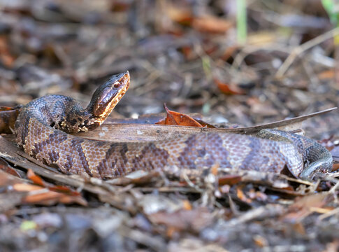 Venomous Cottonmouth Snake (Agkistrodon piscivorus) Camouflaged in Coastal Grass, Galveston TX