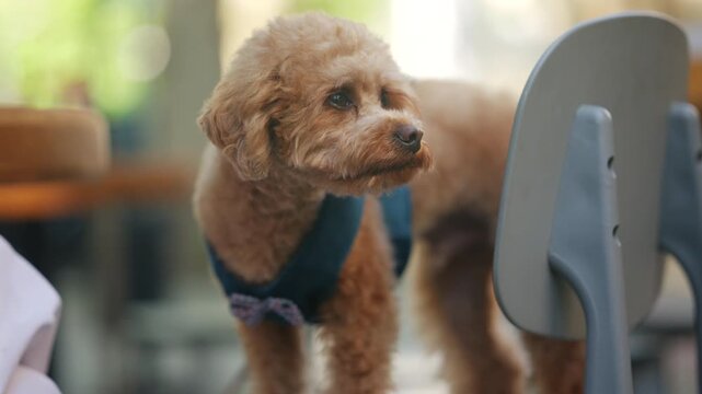 Small curly haired dog wearing a blue harness while looking around sitting on a chair