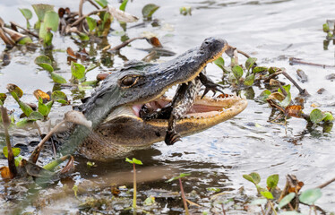 Obraz premium American Alligator Feeding on Bullfrog in Wetlands of Brazos Bend State Park