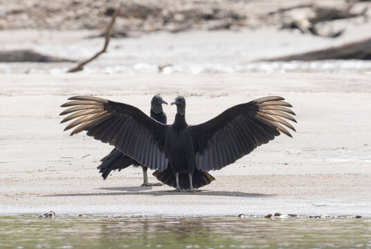 Two Black Vultures (Coragyps atratus) Resting and Drying Wings, Amazon Rainforest Peru