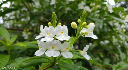 Fototapeta premium white flowers on green bush