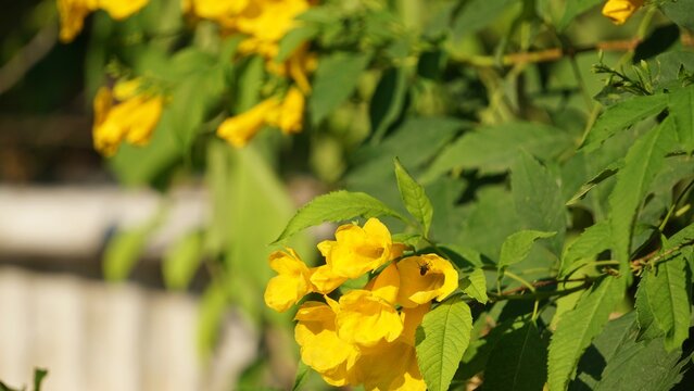 Tecoma Stans Yellow Trumpet Flowers Blooming on Green Leafy Branch
