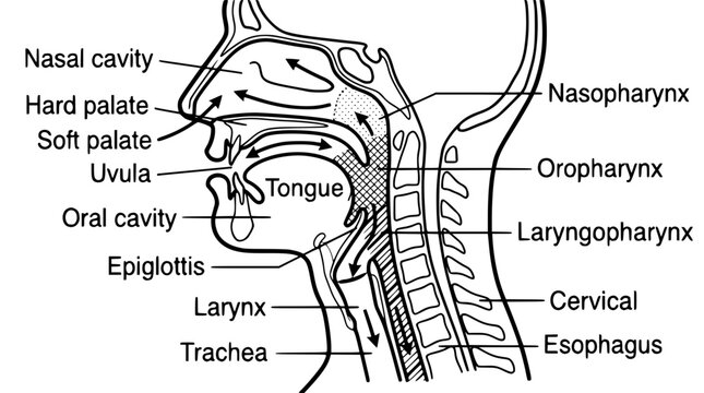 Detailed human head and neck anatomy vector illustration with labeled parts