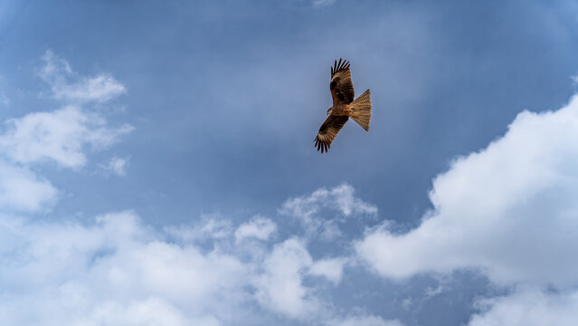 Black Kite Raptor Soaring Against Blue Sky with White Clouds, Mongolian Altai