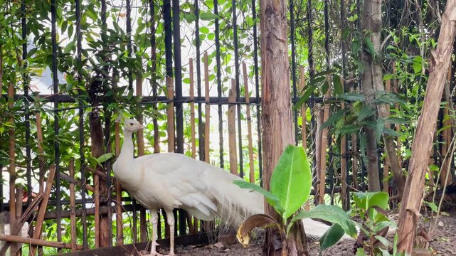 white peacock and the tree, indian peafowl looking around up and down, the elegance of albino peacock in nature