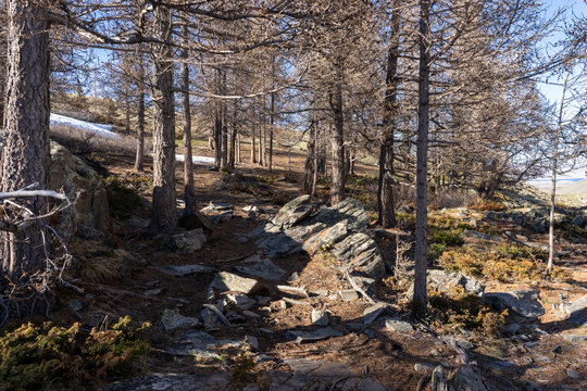 Rocky Trail Through Sparse Siberian Larch Forest in Early Spring, Mongolian Altai Highland