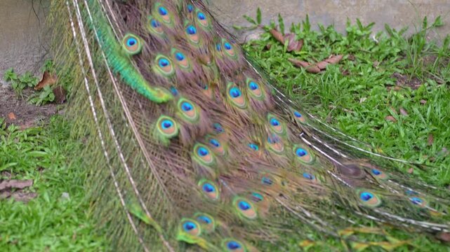 tracking shot of blue peacock from head to train feathers on the ground, adult indian peafowl in the park, adult blue peacock with long tail feathers down