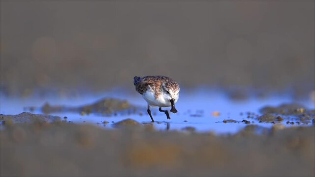 Low angle close up of a small wild sandpiper bird wading and foraging in shallow blue water on a mudflat against a soft smooth bokeh background in its natural wetland habitat.