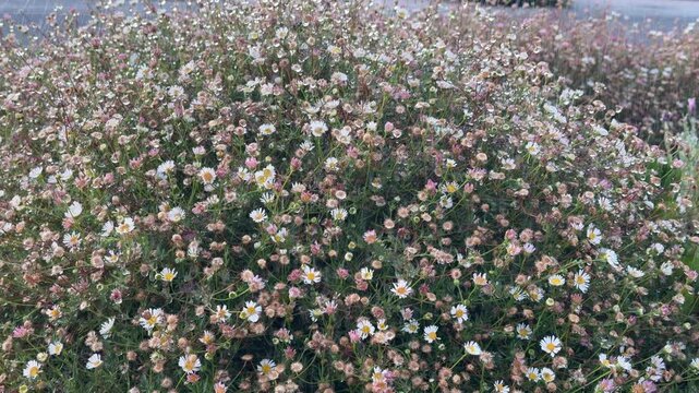 Pink and white seaside daisies sway in soft rain 4K footage