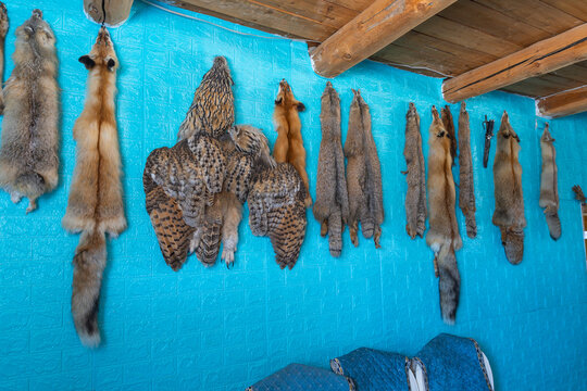 Taxidermy Animal Pelts and Owl Skins Displayed on Turquoise Wall in Kazakh Hunter's Home, Bayan-Ulgii, Mongolia