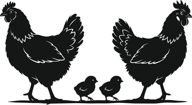 Black chicken and rooster silhouettes with little chicks on white background vector illustration for farm concept in image