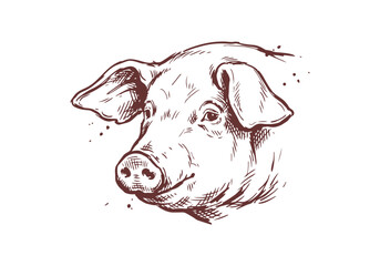 Landrace Pig Collection with Farmer and Piglets in Farm Hand Drawn Rough Sketch Vector Illustration © Az to Design