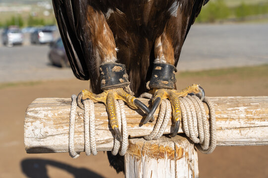 Golden Eagle Talons and Leather Jesses Close-Up on Wooden Perch with Rope, Falconry Detail, Mongolia