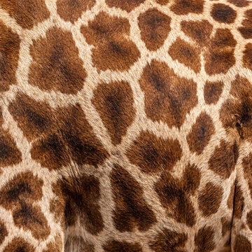 Close-up of giraffe fur pattern