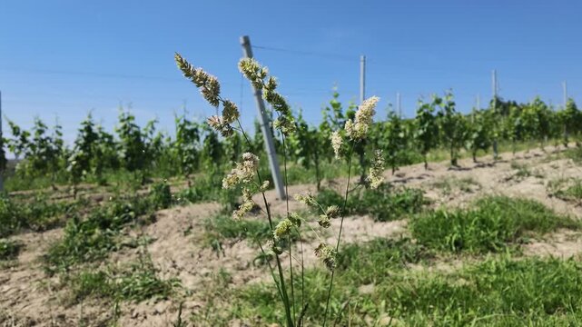 Slow Motion Seed Dispersal from Dactylis Glomerata Grass in a Sunny Vineyard