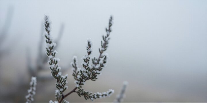 A frost-covered shrub branch with small, needle-like leaves and delicate crystalline frost formations against a soft, foggy desert landscape.
