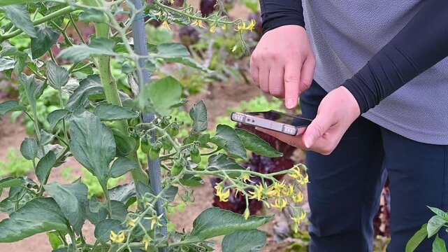 Smart agriculture concept with a person holding phone to check crop growth in organic vegetable garden.