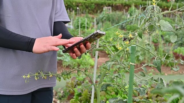 Smart agriculture concept with a person holding phone to check crop growth in organic vegetable garden.