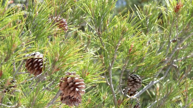 Close Up of Pine Cones on Green Conifer Tree Branches