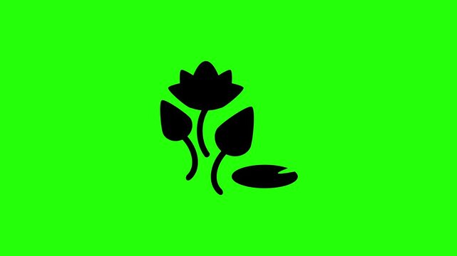 Professional 4K footage of a blossoming lotus flower branch with a floating pad leaf silhouette bouncing cleanly. Beautiful buddhism web icon.