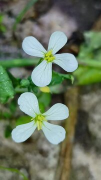 Closeup of delicate white fourpetaled flowers in a natural garden setting
