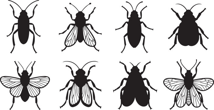 set of Black and white vector illustrations of different beetle and fly insects